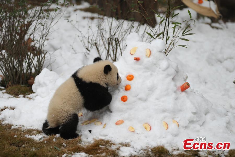 <?php echo strip_tags(addslashes(Giant panda Aimi plays in artificial snow in an enclosure at the Chengdu Research Base of Giant Panda Breeding in Chengdu City, Sichuan Province, Jan. 31, 2019, as part of celebrations for Spring Festival, China’s Lunar New Year, which falls on February 5 this year. (Photo: China News Service/Cui Kai))) ?>