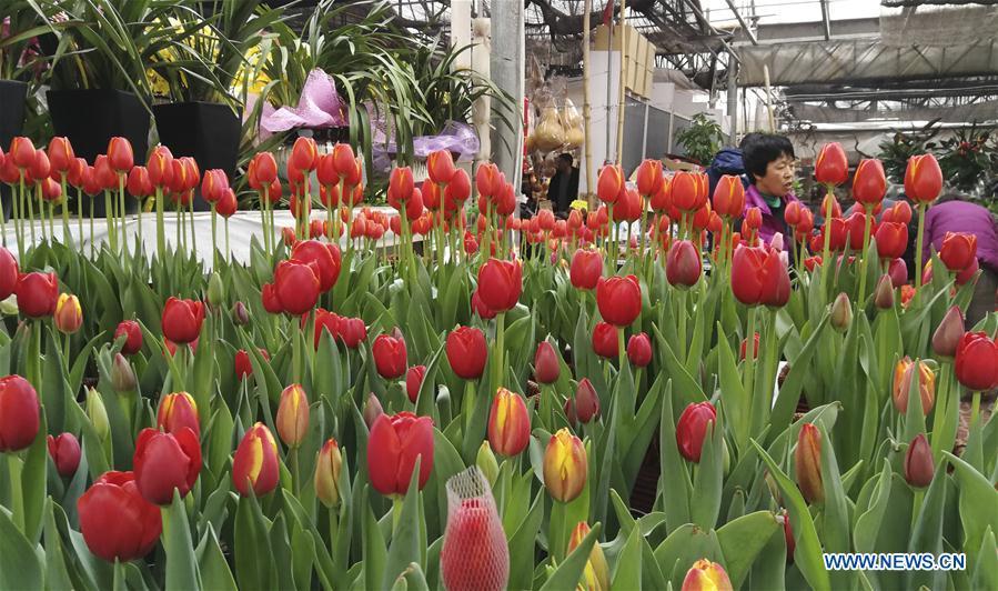 Customers select flowers at a flower market in Shijiazhuang, capital of north China\'s Hebei Province, Jan. 31, 2019. People in Shijiazhuang are busy buying flowers to decorate their home as a way to greet the upcoming Spring Festival, which falls on Feb. 5 this year. (Xinhua/Wang Baolong)