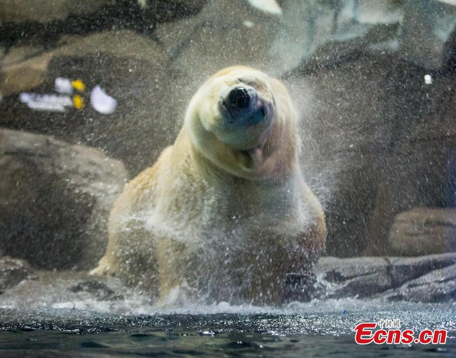 Polar bear Menglong plays at an aquarium in Haichang Polar Ocean World in Wuhan City, Central China\'s Hubei Province, Jan. 31, 2019. As part of Spring Festival celebrations, Menglong will perform with a female polar bear named Jingjing. The pair are expected to become mating partners, according to the park. (Photo: China News Service/Zhang Chang)