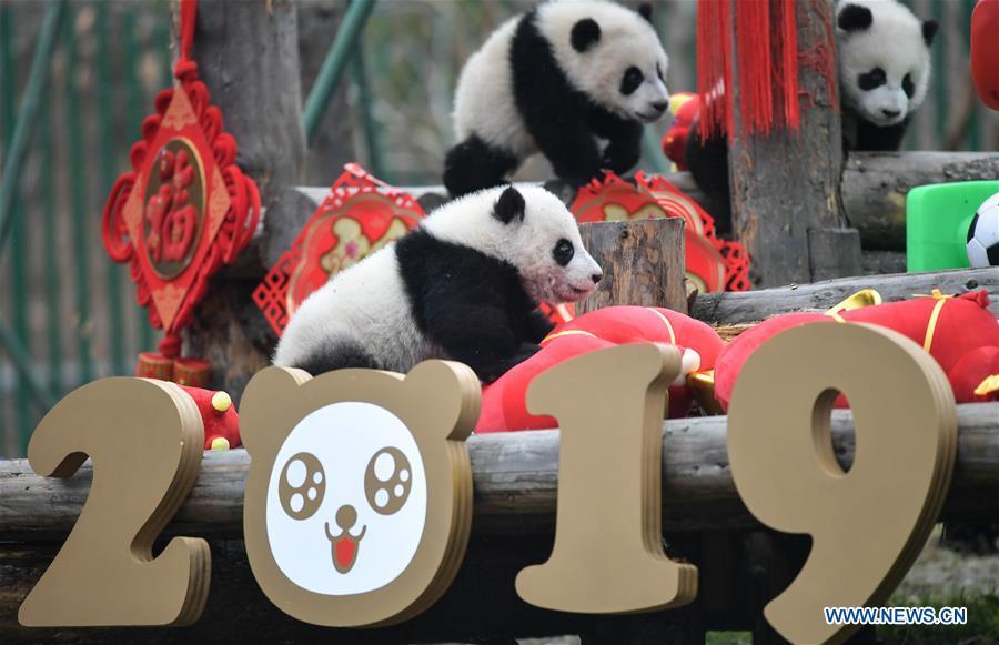 Photo taken on Jan. 31, 2019 shows giant panda cubs at the Shenshuping base of China Conservation and Research Center for Giant Pandas in Wolong, southwest China\'s Sichuan Province. Giant pandas born here in 2018 made a group appearance on Thursday to greet the upcoming Spring Festival, which falls on Feb. 5 this year. (Xinhua/Xue Yubin)