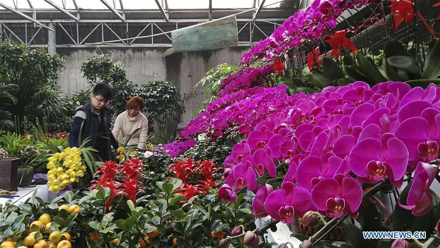 Customers select flowers at a flower market in Shijiazhuang, capital of north China\'s Hebei Province, Jan. 31, 2019. People in Shijiazhuang are busy buying flowers to decorate their home as a way to greet the upcoming Spring Festival, which falls on Feb. 5 this year. (Xinhua/Wang Baolong)