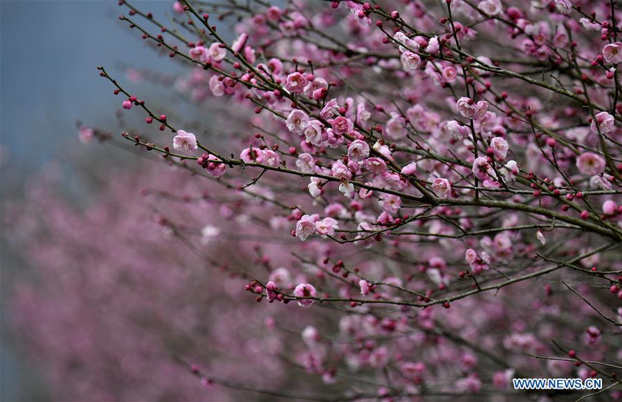<?php echo strip_tags(addslashes(Photo taken on Jan. 31, 2019 shows plum flowers at Aishan Village of Gaoluo Township in Xuanen County of Enshi Tujia and Miao Autonomous Prefecture, central China's Hubei Province. (Xinhua/Song Wen))) ?>