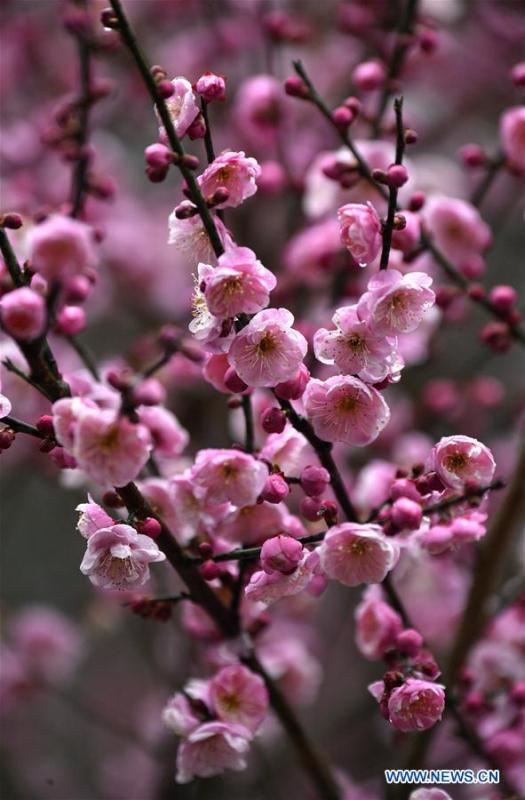 <?php echo strip_tags(addslashes(Photo taken on Jan. 31, 2019 shows plum flowers at Aishan Village of Gaoluo Township in Xuanen County of Enshi Tujia and Miao Autonomous Prefecture, central China's Hubei Province. (Xinhua/Song Wen))) ?>