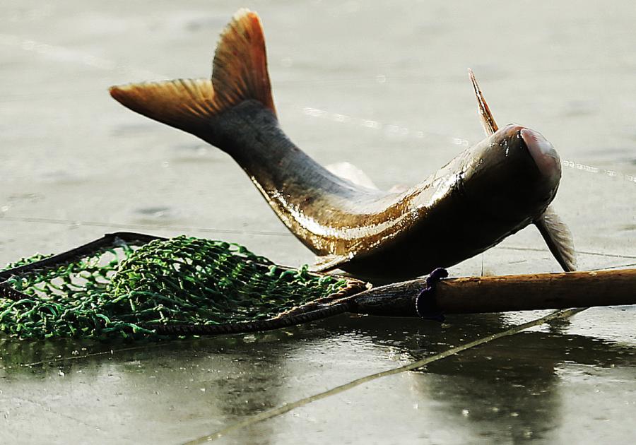 Fish caught from under the ice of the lake. (Photo by Tian Baoxi/Provided to chinadaily.com.cn)