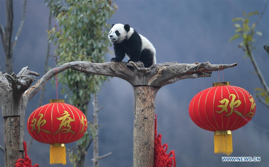 <?php echo strip_tags(addslashes(Photo taken on Jan. 31, 2019 shows a giant panda cub at the Shenshuping base of China Conservation and Research Center for Giant Pandas in Wolong, southwest China's Sichuan Province. Giant pandas born here in 2018 made a group appearance on Thursday to greet the upcoming Spring Festival, which falls on Feb. 5 this year. (Xinhua/Xue Yubin))) ?>