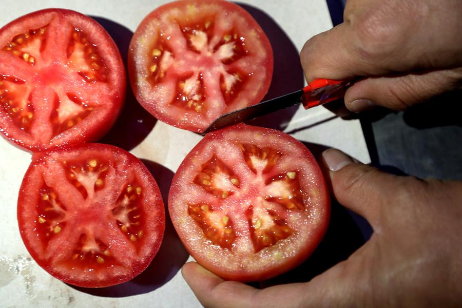 Tomatoes are being examined to check on seed health. (Photo by WANG JING/CHINA DAILY)
