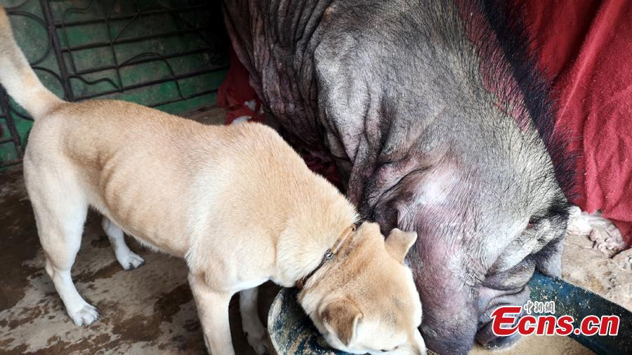 <?php echo strip_tags(addslashes(A 6-year-old dog and a blind 23-year-old pig play at a village in Changtang Town of Liuzhou City, South China’s Guangxi Zhuang Autonomous Region, Feb. 2, 2019. The owner Huang Shan said he purchased the pig on Feb. 28, 1996. Known locally as the “pig queen”, it gave birth to over 500 piglets by August 2014. The dog used to drink the pig’s milk, and the two animals often play together. (Photo: China News Service/Zhu Liurong))) ?>