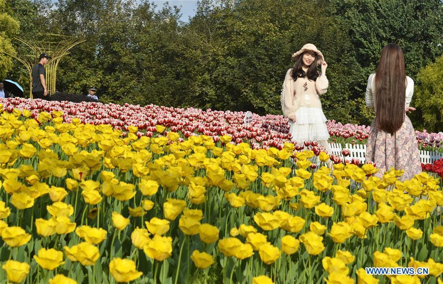 A tourist poses for photos with tulip flowers during Spring Festival holiday at Liuzhou Expo Garden in Liuzhou City, south China\'s Guangxi Zhuang Autonomous Region, Feb. 7, 2019. (Xinhua/Li Bin)