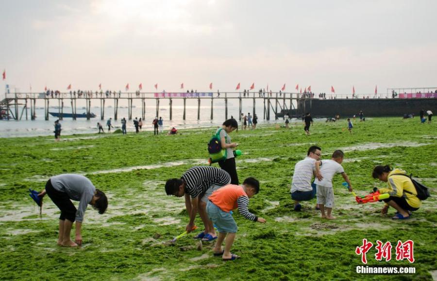Massive algae blooms on a beach at a tourist attraction in Beihai City, South China\'s Guangxi Zhuang Autonomous Region, Feb. 10, 2019. (Photo: China News Service/Zhai Liqiang)