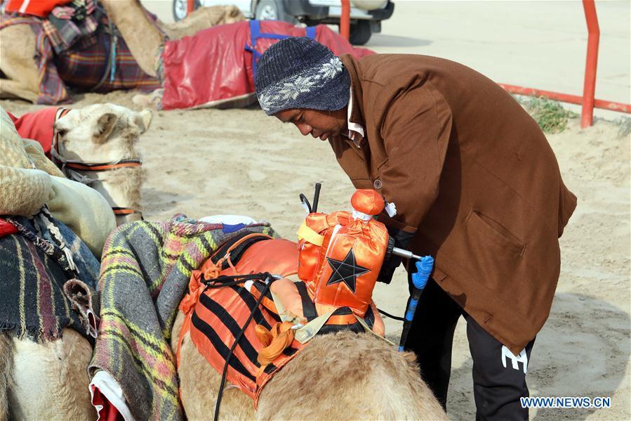 A worker fixes a robot Jockeys on the back of a racing camel before the Kuwait\'s 19th Camel Racing Tournament at Kuwait Camel Racing Club in Al-Ahmadi Governorate, Kuwait, on Feb. 9, 2019. (Xinhua/Joseph Shagra)