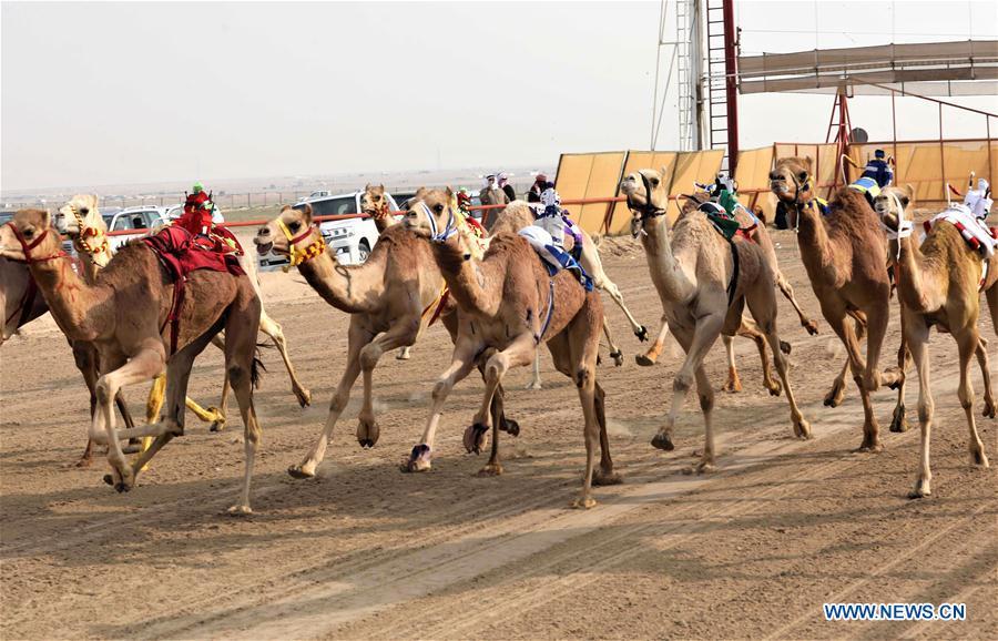 Camels compete during the Kuwait\'s 19th Camel Racing Tournament at Kuwait Camel Racing Club in Al-Ahmadi Governorate, Kuwait, on Feb. 9, 2019. (Xinhua/Joseph Shagra)