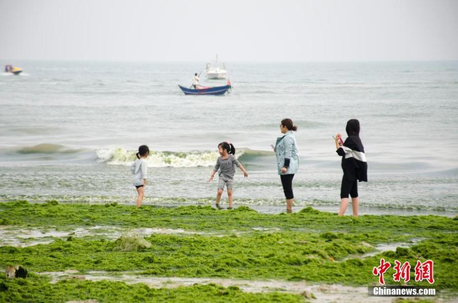 Massive algae blooms on a beach at a tourist attraction in Beihai City, South China\'s Guangxi Zhuang Autonomous Region, Feb. 10, 2019. (Photo: China News Service/Zhai Liqiang)