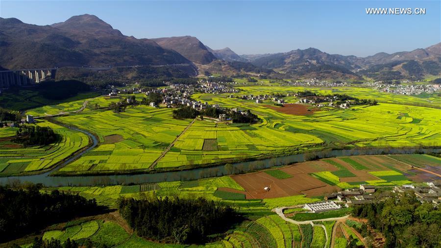 Aerial photo taken on Feb. 10, 2019 shows cole flowers beside the Jiulong River in Luoping County, southwest China\'s Yunnan Province. (Xinhua/Mao Hong)