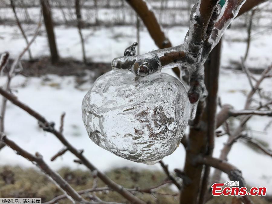 An apple-shaped ice casing created in an orchard following an ice storm is pictured in Sparta, Michigan, U.S., February 6, 2019. (Photo/Agencies)