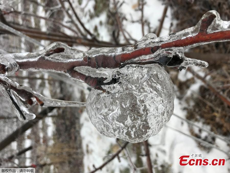 An apple-shaped ice casing created in an orchard following an ice storm is pictured in Sparta, Michigan, U.S., February 6, 2019. (Photo/Agencies)