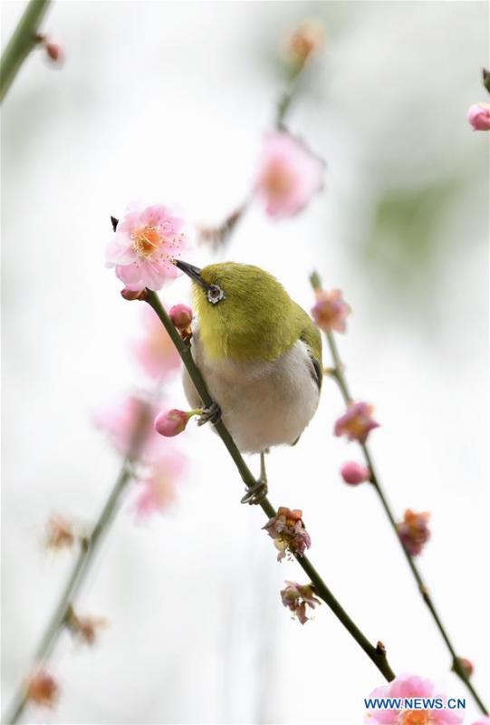 A white-eye feeds on nectar from plum blossoms in Fuzhou, southeast China\'s Fujian Province, Feb. 12, 2019. (Xinhua/Jiang Kehong)