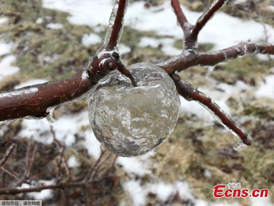 An apple-shaped ice casing created in an orchard following an ice storm is pictured in Sparta, Michigan, U.S., February 6, 2019. (Photo/Agencies) 

\