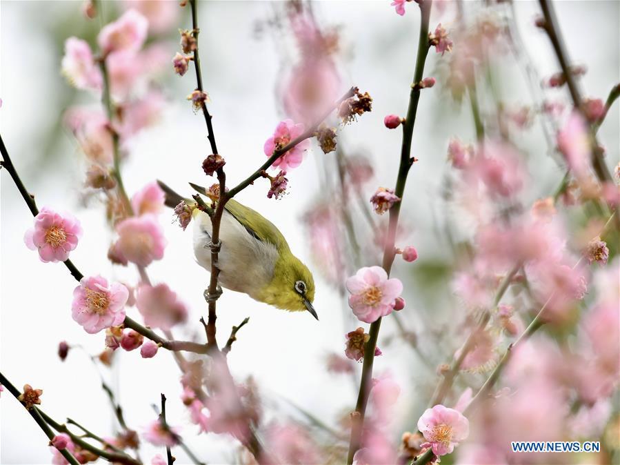 A white-eye searches for nectar from plum blossoms in Fuzhou, southeast China\'s Fujian Province, Feb. 12, 2019. (Xinhua/Jiang Kehong)