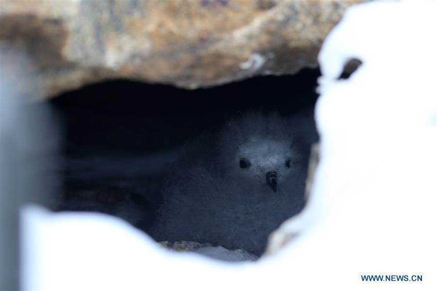 <?php echo strip_tags(addslashes(A snow petrel chick is seen near the Zhongshan Station, a Chinese research base in Antarctica, Feb. 11, 2019. Chinese researchers have begun using infrared cameras to monitor Antarctica's snow petrel, a key indicator species of the local marine ecosystem. This is the first time Chinese researchers in Antarctica have used infrared cameras in bird monitoring. (Xinhua/Liu Shiping))) ?>