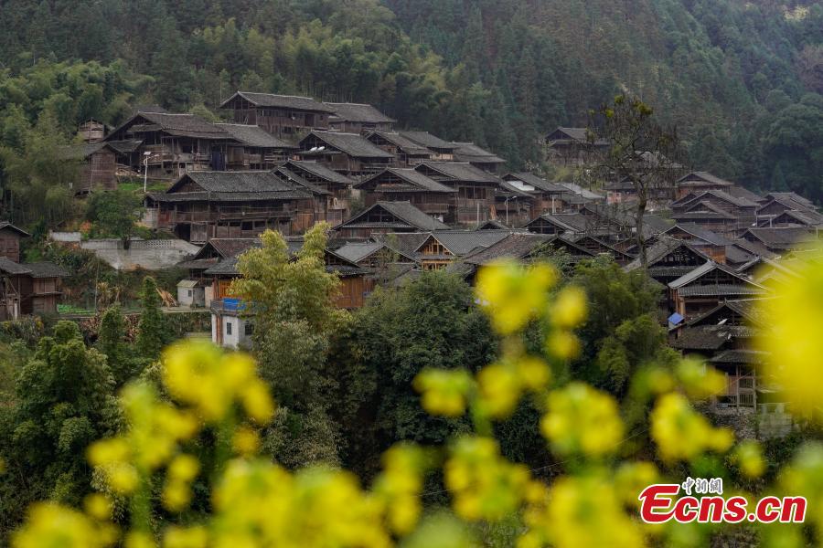 An aerial photo of the picturesque Wugong Dong Village in Rongjiang County, Guizhou Province, Feb. 13, 2019. The village, home to 171 Dong families, has well-preserved old wooden buildings that are now surrounded by cauliflowers in bloom. The village was inscribed as a national traditional village in 2016. (Photo: China News Service/He Junyi)