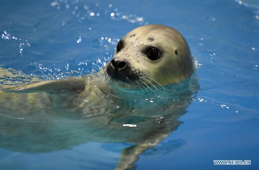 <?php echo strip_tags(addslashes(Photo taken on Feb. 13, 2019 shows a seal cub at Harbin Polarland in northeast China's Heilongjiang Province. Seal 