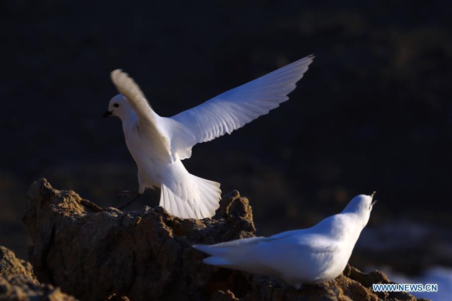 Snow petrels are seen near the Zhongshan Station, a Chinese research base in Antarctica, Dec. 11, 2018. Chinese researchers have begun using infrared cameras to monitor Antarctica\'s snow petrel, a key indicator species of the local marine ecosystem. This is the first time Chinese researchers in Antarctica have used infrared cameras in bird monitoring. (Xinhua/Liu Shiping)