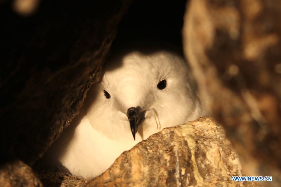 <?php echo strip_tags(addslashes(A snow petrel and its chick are seen near the Zhongshan Station, a Chinese research base in Antarctica, Jan. 14, 2019. Chinese researchers have begun using infrared cameras to monitor Antarctica's snow petrel, a key indicator species of the local marine ecosystem. This is the first time Chinese researchers in Antarctica have used infrared cameras in bird monitoring. (Xinhua/Liu Shiping))) ?>