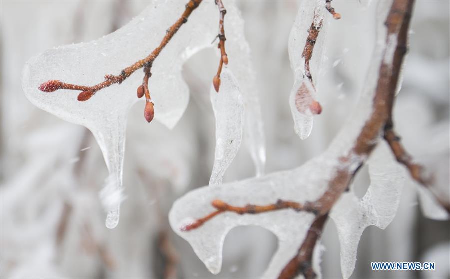 Ice-covered twigs are seen near Lake Ontario in Toronto, Canada, on Feb. 13, 2019. A winter storm of a mix of snow, freezing rain and strong winds hit the Greater Toronto Area from Tuesday to Wednesday. (Xinhua/Zou Zheng)