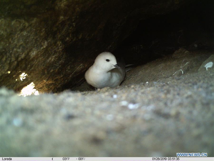 <?php echo strip_tags(addslashes(Photo taken by infrared camera shows a snow petrel near the Zhongshan Station, a Chinese research base in Antarctica, Jan. 28, 2019. Chinese researchers have begun using infrared cameras to monitor Antarctica's snow petrel, a key indicator species of the local marine ecosystem. This is the first time Chinese researchers in Antarctica have used infrared cameras in bird monitoring. (Xinhua/Zhang Zhengwang))) ?>