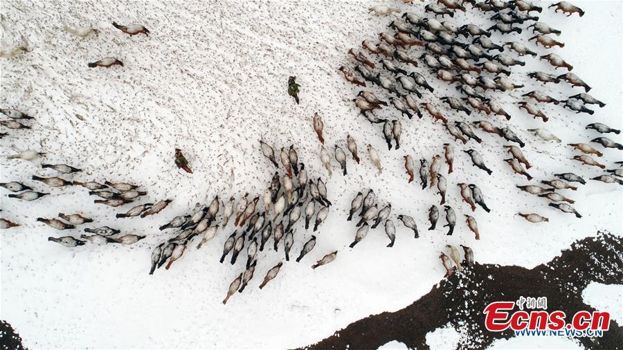 Aerial photo taken on Jan. 20, 2019 shows a herd of horses running on the snow-covered grassland at a horse ranch in Shandan County of Zhangye, northwest China\'s Gansu Province. (Xinhua/Wang Chao)