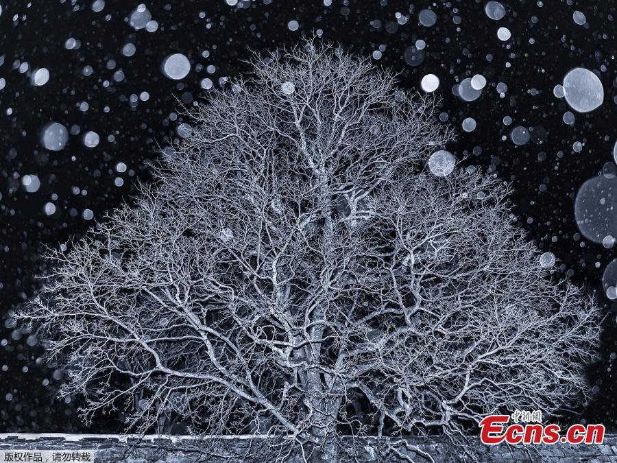 Ann Kristin Lindaas of Norway won the Exemplary Tree Award 2018 with this photo. (Photo/VCG)