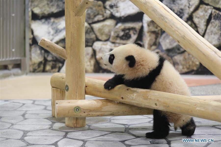 Giant panda Saihin plays on the slide, her half-year-old gift at the Adventure World in Shirahama, Wakayama, Japan, Feb. 14, 2019. Born on August 14, 2018, Saihin is 90 centimeters in length and weighs 9.86 kilograms now. (Xinhua/Du Xiaoyi)