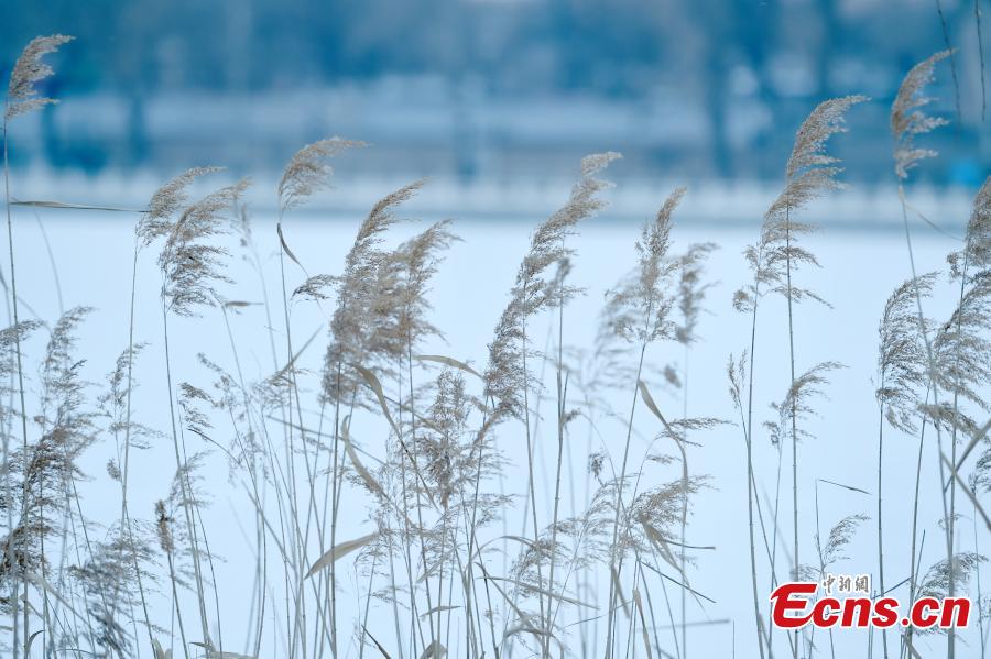 The photo shows the snowy scenery in Beijing, capital of China, Feb. 14, 2019. (Photo: China News Service/Zhai Lu)