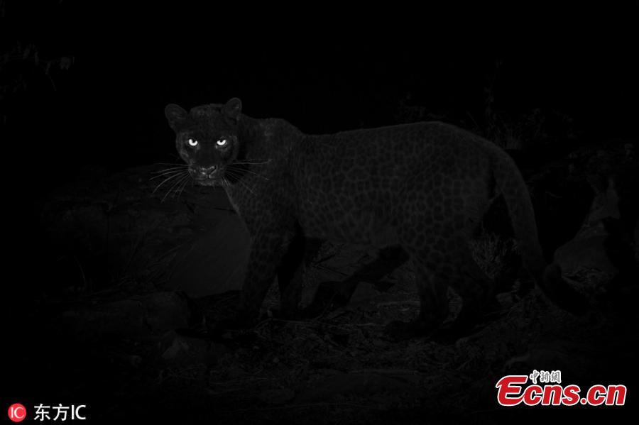 <?php echo strip_tags(addslashes(An ultra-rare black leopard walks through Laikipia Wilderness Camp in central Kenya in 2018. Published in January in the African Journal of Ecology, these photos represent the first scientific documentation of such a creature in Africa in nearly a century. As recently as 2017, only a single sighting had been confirmed—a 1909 photograph taken in Addis Ababa, Ethiopia. (Photo/IC))) ?>