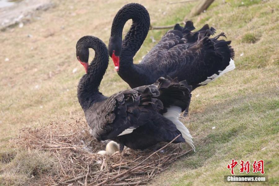 Two black swans are seen at the Locajoy Wildlife Park in Chongqing, Feb. 14, 2019. (Photo: China News Service/Wang Chengjie)