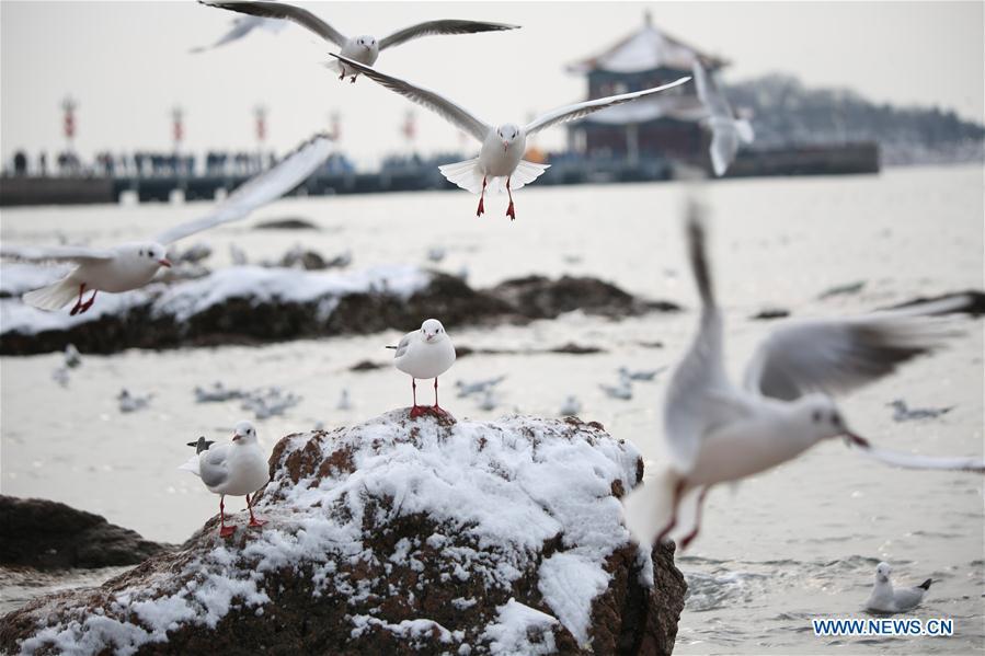 Black-headed gulls are seen in snow at a scenic area in Qingdao, east China\'s Shandong Province, Feb. 14, 2019. (Xinhua/Huang Jiexian)
