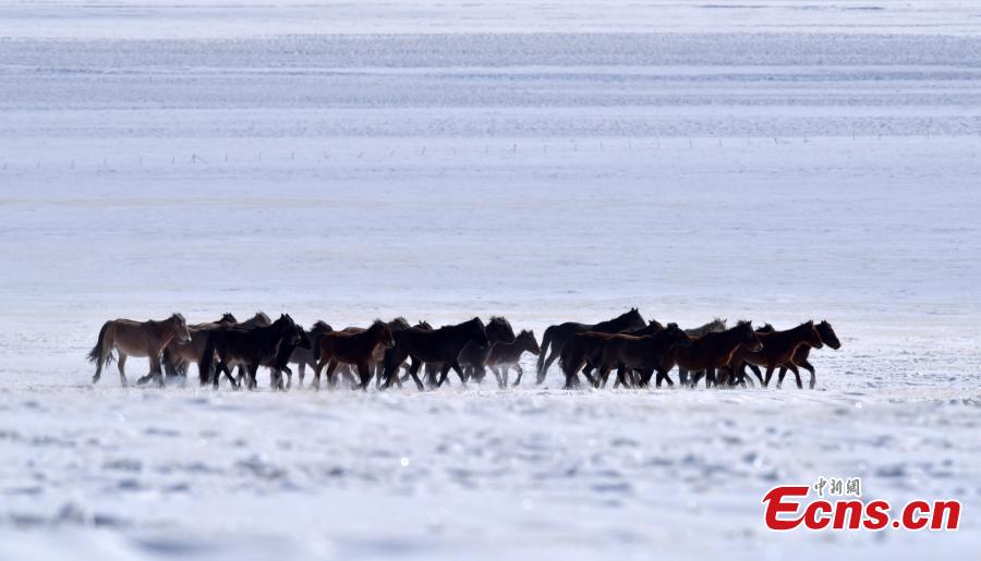 <?php echo strip_tags(addslashes(This drone photo shows the snow-covered Bayanbulak grassland in Hejing County, Northwest China's Xinjiang Uygur Autonomous Region. Local authorities have promoted tourism by taking advantage of its rich snow and ice resources.  (Photo/China News Service))) ?>