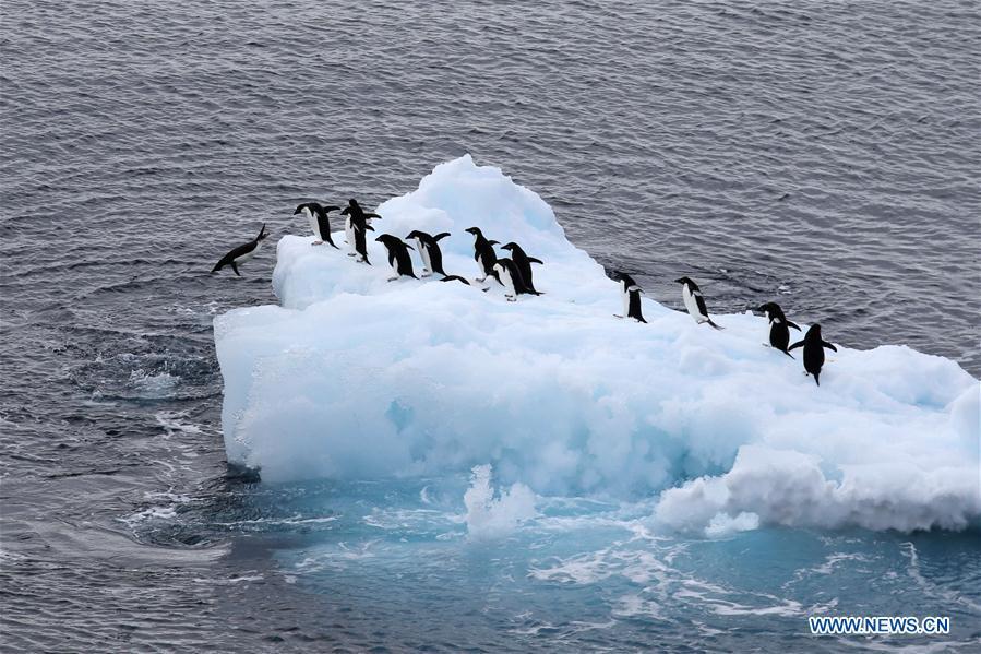 Photo taken on Feb. 15, 2019 shows penguins on an iceberg in Antarctica. China\'s research icebreaker Xuelong, with 126 crew members aboard on the 35th Antarctic research mission, on Thursday local time left the Zhongshan Station on its way back to China. It is expected to arrive in Shanghai in mid-March. (Xinhua/Liu Shiping)