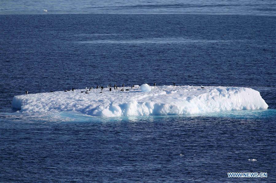 Photo taken on Feb. 15, 2019 shows penguins on an iceberg in Antarctica. China\'s research icebreaker Xuelong, with 126 crew members aboard on the 35th Antarctic research mission, on Thursday local time left the Zhongshan Station on its way back to China. It is expected to arrive in Shanghai in mid-March. (Xinhua/Liu Shiping)