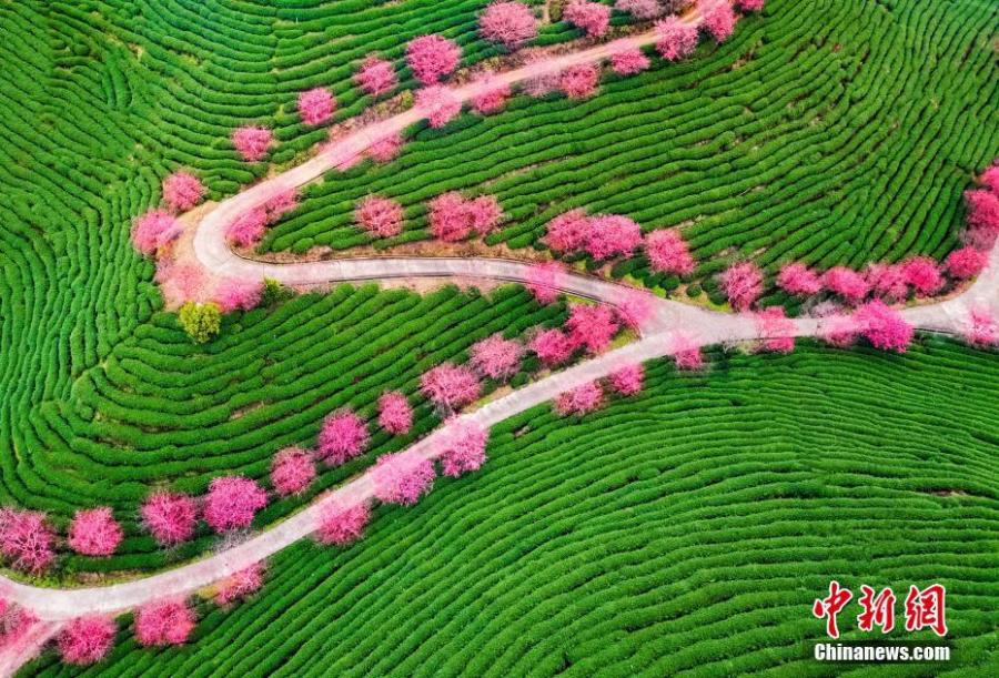 A view of cherry blossoms at a tea plantation in the Taiwan Farmers Business Park in Zhangping City, East China\'s Fujian Province. The park is an entrepreneurship hub for Taiwan farmers. The tea plantation covers an area of 66 hectares. (Photo: China News Service/Chen Xiurong)