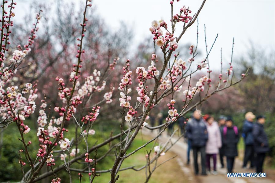 <?php echo strip_tags(addslashes(People visit Meihua Mountain in Nanjing, capital of east China's Jiangsu Province, Feb. 16, 2019. Plum flowers blossom as the weather becomes warm. (Xinhua/Li Bo))) ?>