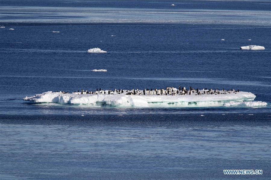 Photo taken on Feb. 15, 2019 shows newly formed ice in the sea of Antarctica. China\'s research icebreaker Xuelong, with 126 crew members aboard on the 35th Antarctic research mission, on Thursday local time left the Zhongshan Station on its way back to China. It is expected to arrive in Shanghai in mid-March. (Xinhua/Liu Shiping)