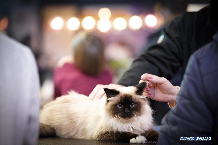 A cat is seen during a cat exhibition in Warsaw, Poland, on Feb. 17, 2019. (Xinhua/Jaap Arriens)