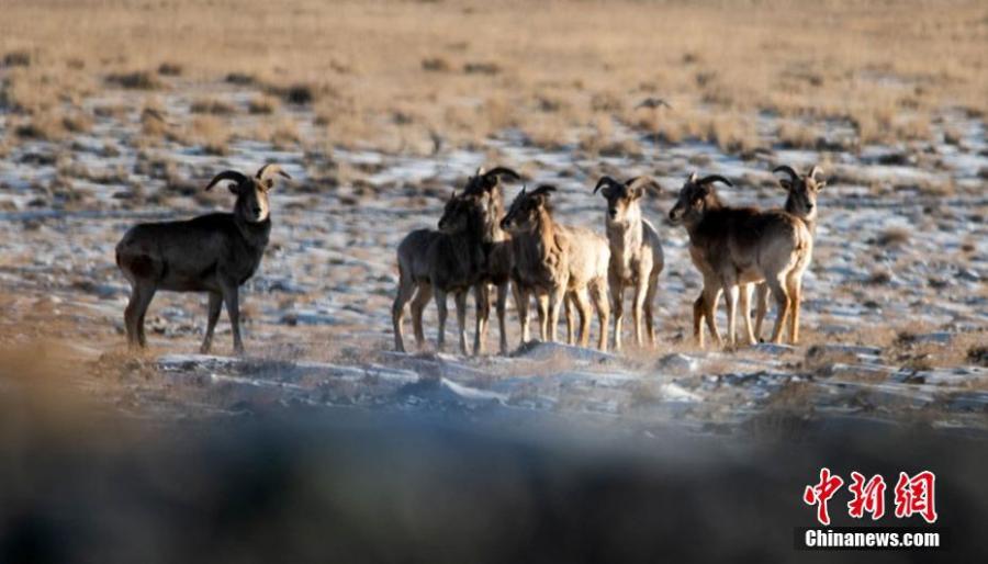 <?php echo strip_tags(addslashes(Wild animals are seen on the grasslands of the Yanchiwan National Nature Reserve in Subei County, Jiuquan City, Gansu Province, Feb. 14, 2019. The nature reserve, an important wetland, is home to many rare wild animals under state protection, such as the snow leopard and wild yak. In recent years, the county has strengthened its awareness campaign to boost wildlife protection.  (Photo: China News Service/Wang Binyin))) ?>