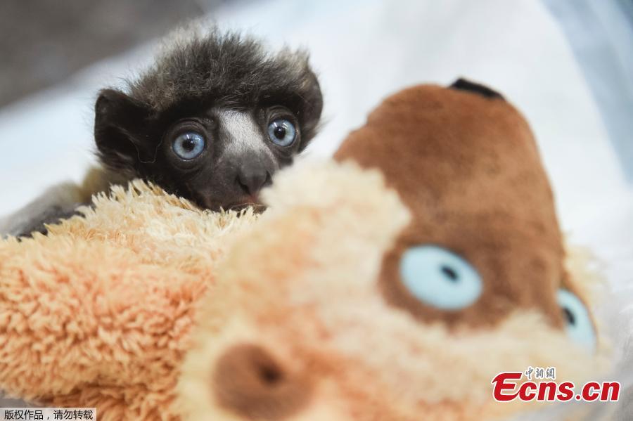 This picture taken on Feb. 18, 2019 at the zoo of Besancon, eastern France, shows \'Soa\', a female crowned sifaka born on December 11, 2018. The crowned sifaka is a critically endangered species from Madagascar. There were only 6 females over 20 individuals living in 7 zoos worldwide end of 2018. (Photo/Agencies)