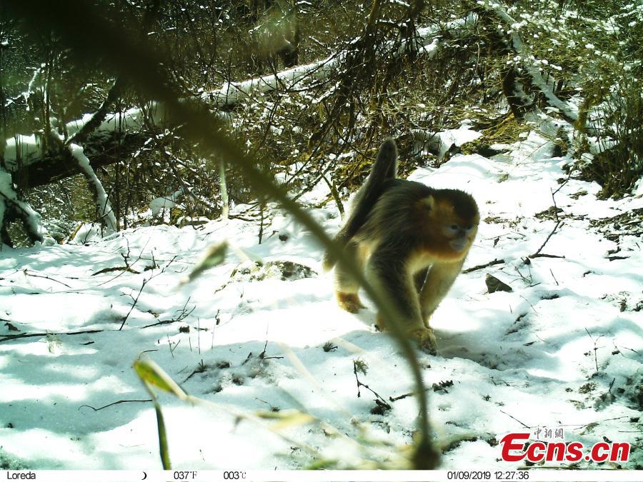 <?php echo strip_tags(addslashes(A photo taken by infrared camera shows a golden snub-nosed monkey at the Wujiao Panda Nature Reserve in Jiuzhaigou County, Southwest China's Sichuan Province. Researchers discovered a golden snub-nosed monkey and a giant panda in the same area in the nature reserve. (Photo provided to China News Service))) ?>
