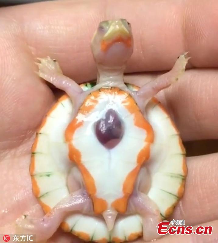 An adorable albino turtle, called Hope, has gone viral because its heart beats out of its chest. Hope lives with her owner Michael Aquilina in New Jersey, U.S. \
