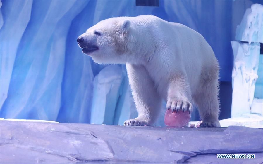 A polar bear feeds on exclusive \