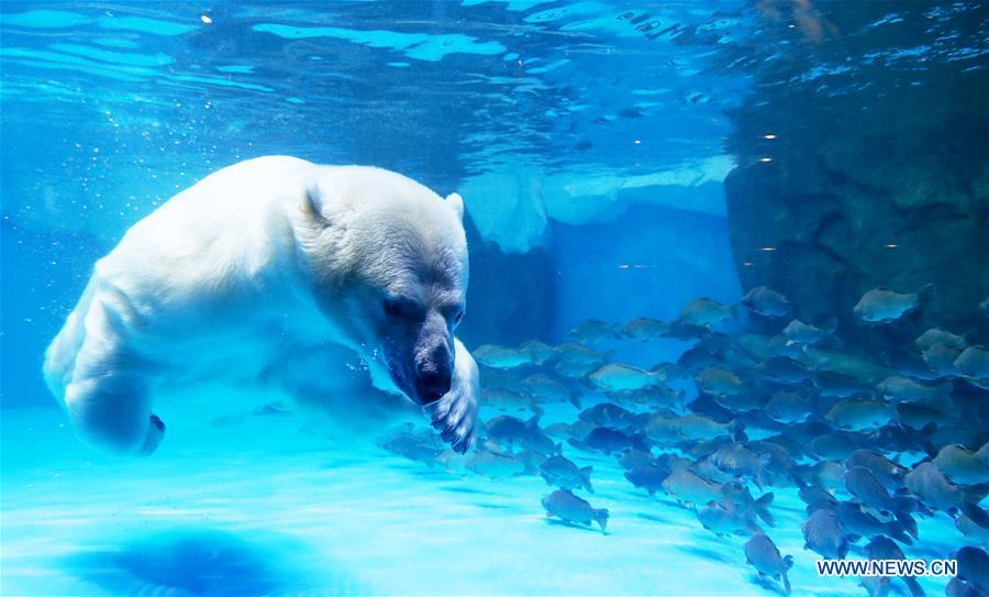 A polar bear catches fish at Haichang ocean park in east China\'s Shanghai, Feb. 19, 2019, on the occasion of the Chinese traditional Lantern Festival. Two polar bears named \