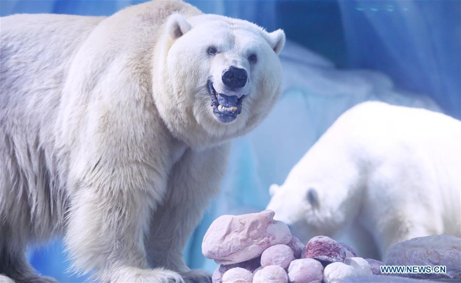 Polar bears feed on exclusive \